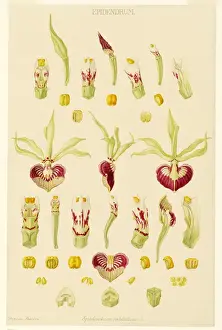 Epidendrum cochleatum, clamshell orchid