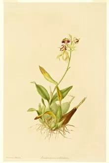 Epidendrum cochleatum, clamshell orchid