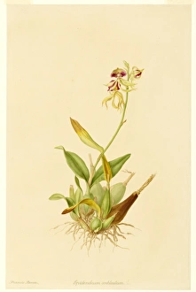 Epidendrum Gallery: Epidendrum cochleatum, clamshell orchid