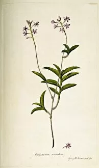 Epidendrum Gallery: Epidendrum elongatum, orchid