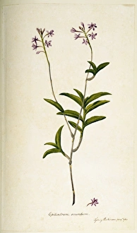 Epidendrum Gallery: Epidendrum elongatum, orchid