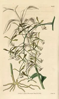 Epidendrum Gallery: Epidendrum paniculatum orchid