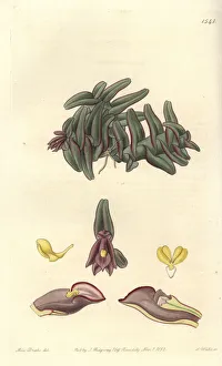 Epidendrum Gallery: Epidendrum schlechterianum orchid