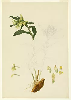 Epidendrum Gallery: Epidendrum sp. orchid