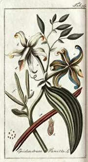 Afbeeldingen Collection: Epidendrum Vanilla L