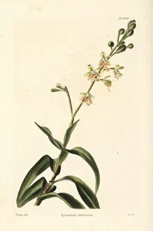 Shotter Collection: Epidendrum verrucosum