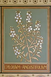 Myrtales Prints: Epilobium angustifolium, fireweed