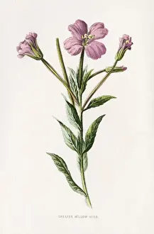 Hirsutum Prints: EPILOBIUM HIRSUTUM