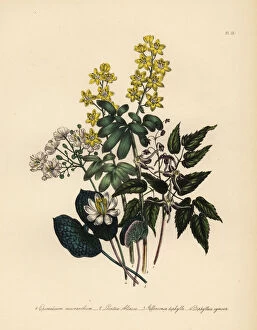 Jane Gallery: Epimedium, lions leaf, Jeffersonia and Diphylleia species