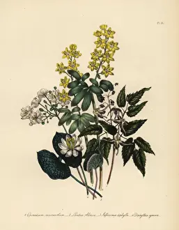 Epimedium, lions leaf, Jeffersonia and Diphylleia species