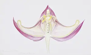 Eudicotinae Prints: Epimedium roseum, barrenwort