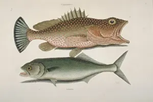 Hind Prints: Epinephelus gattatus, red hind & Euthynnus pelamis, skipjack