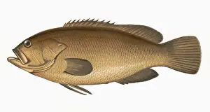 Serranus Prints: Epinephelus marginatus, or Dusky Perch