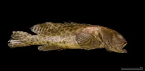Serranus Prints: Epinephelus quoyanus, longfin grouper