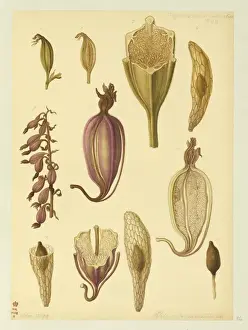 1799 Prints: Epipactis palustris, marsh helliborine