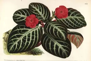 Pannemaeker Prints: Episcia reptans foliage plant