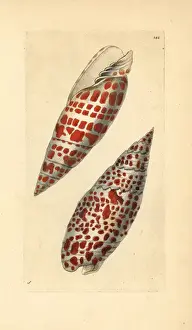 Gastropod Prints: Episcopal miter (upper) and Papal Miter (lower)