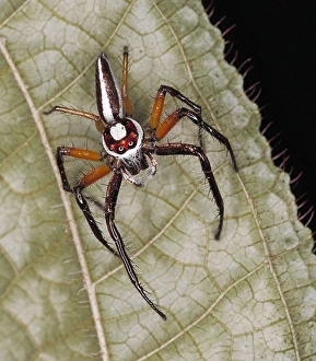 Araneae Gallery: Epocilla aurantiaca, jumping spider