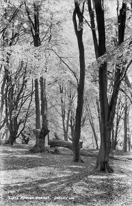 Canopy Prints: Epping Forest
