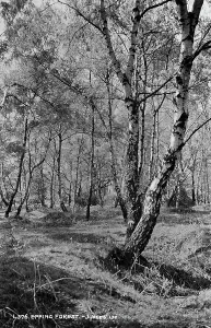 Bark Prints: Epping Forest