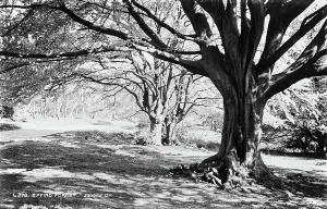 Surroundings Prints: Epping Forest