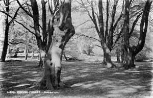 Showcasing Prints: Epping Forest