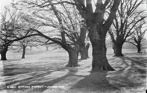 Showcasing Prints: Epping Forest