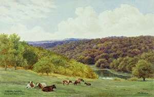 Forest Collection: Epping Forest, Essex, viewed from Baldwin's Hill