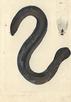 Anguilliform Gallery: Eptatretus cirrhatus, broadgill hagfish