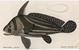 Fins Prints: Eques Punctatus (Fish)