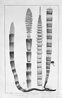 Polypodiophyta Prints: Equisetum fluviatile, water horsetail