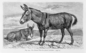 Equus Prints: Equus asinus, African wild ass