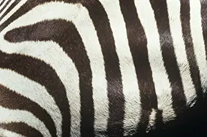 Equus Prints: Equus burchelli, Burchells zebra