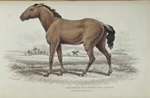 1800 1874 Gallery: Equus caballus gomelini, tarpan