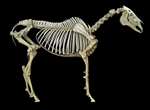 Selective Breeding
