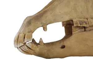 Equus caballus, horse