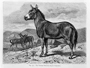 Equus Prints: Equus hemionus, Asian wild ass