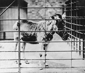 Equus quagga, quagga Equus quagga, quagga