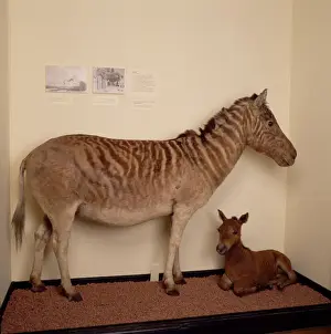 Equus quagga, quagga