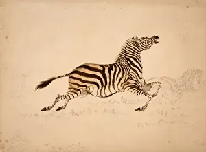 Equus quagga, quagga