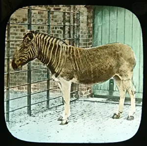 Equus quagga, quagga