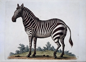 絵画 Zebrappy Black and White Zebra Giclee 40x40 - AFD Home