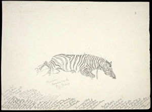 Equus zebra, mountain zebra Equus zebra, mountain zebra