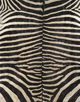 Equus zebra, zebra