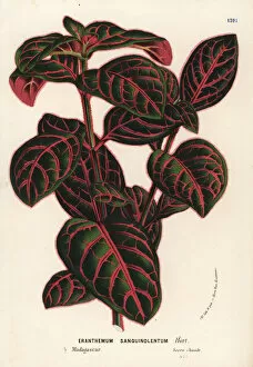 Madagascar Gallery: Eranthemum sanguinolentum
