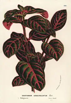 Eranthemum sanguinolentum