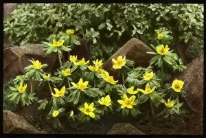 Butter Cup Collection: Eranthis Hyemalis (Winter Aconite, Wolfs Bane)