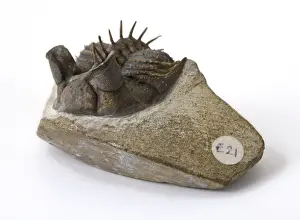 Erbenochile erbeni (Alberti)