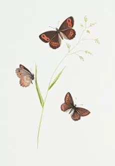 Erebia aethiops, scotch argus butterfly