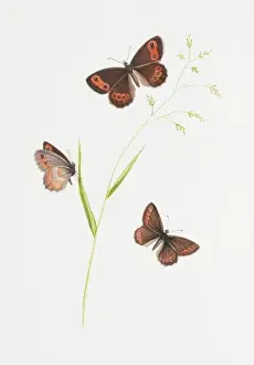 Nymphalidae Prints: Erebia aethiops, scotch argus butterfly
